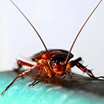 Cockroach Pest Control